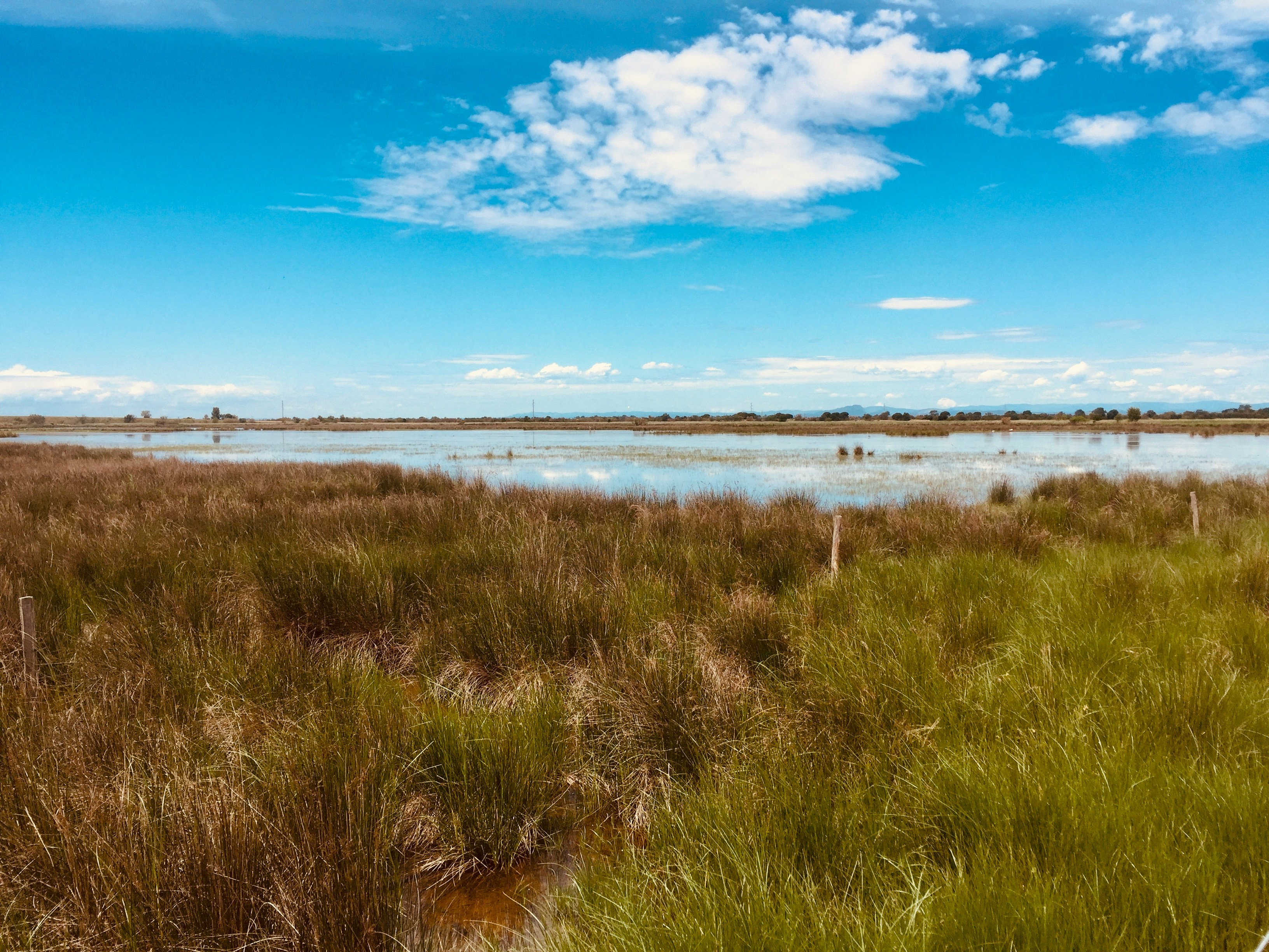 Le « procès du sel » : mettre le droit en scène pour penser la salinisation de la Camargue