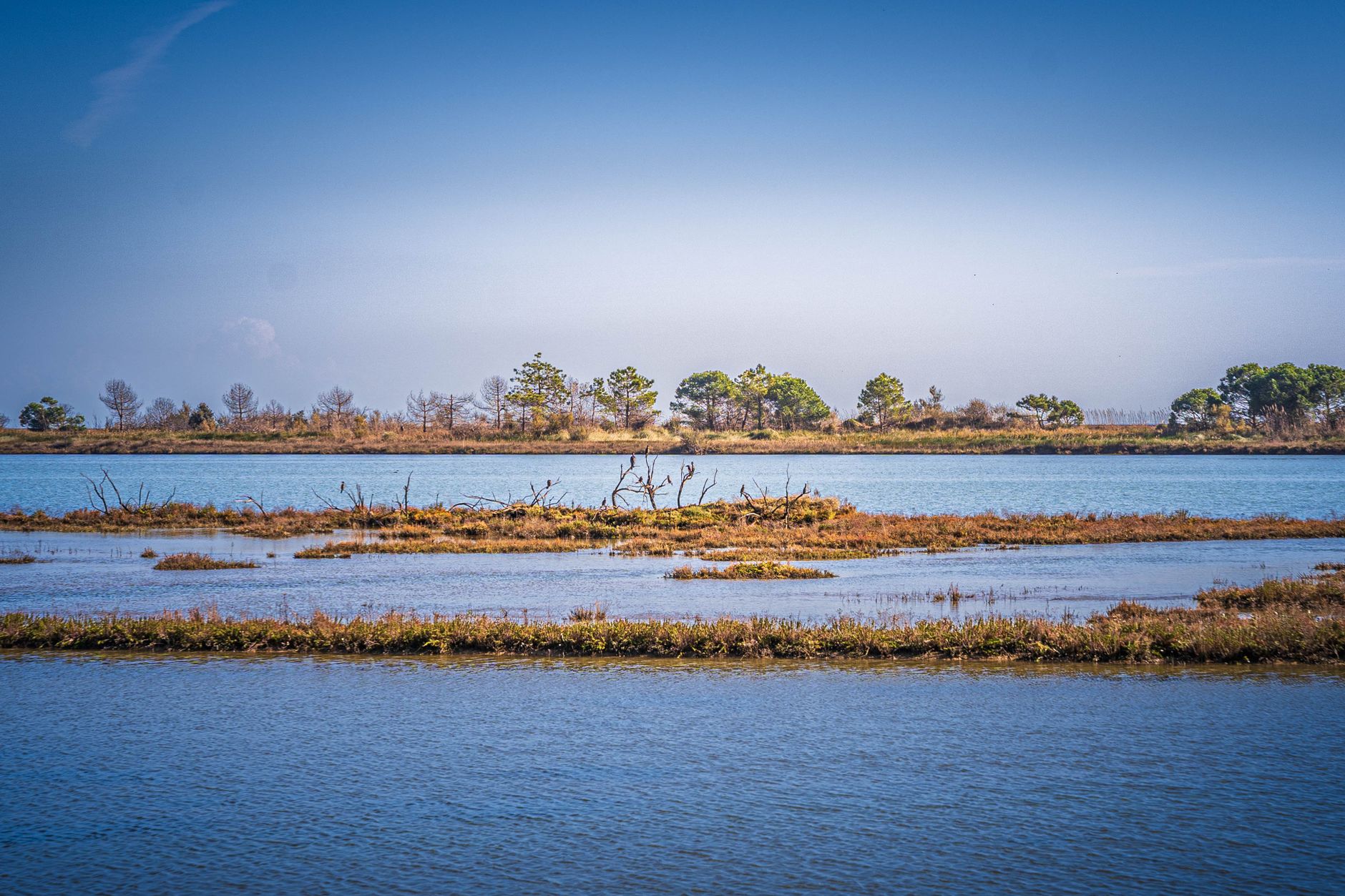 serene coastal wetland landscape at daytime